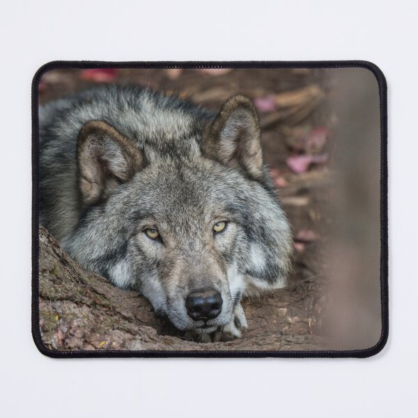 Item preview, Chillaxing designed and sold by WolvesOnly.