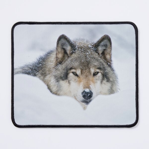 Item preview, Timber Wolf In Snow designed and sold by WolvesOnly.