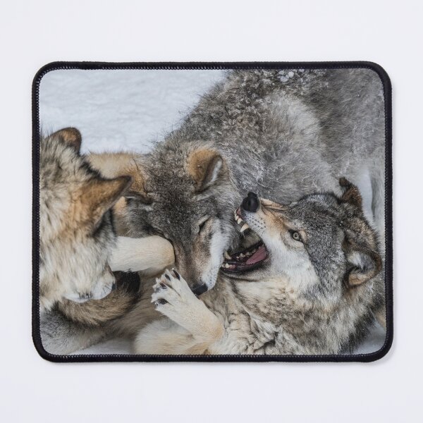Item preview, Timber Wolves Playing designed and sold by WolvesOnly.