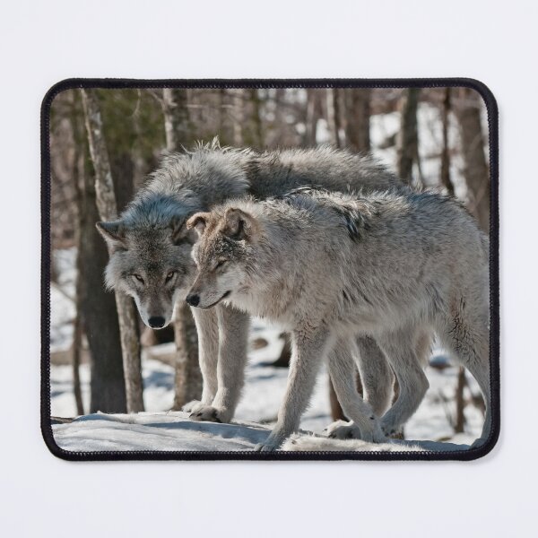 Item preview, Timber Wolves In Winter designed and sold by WolvesOnly.