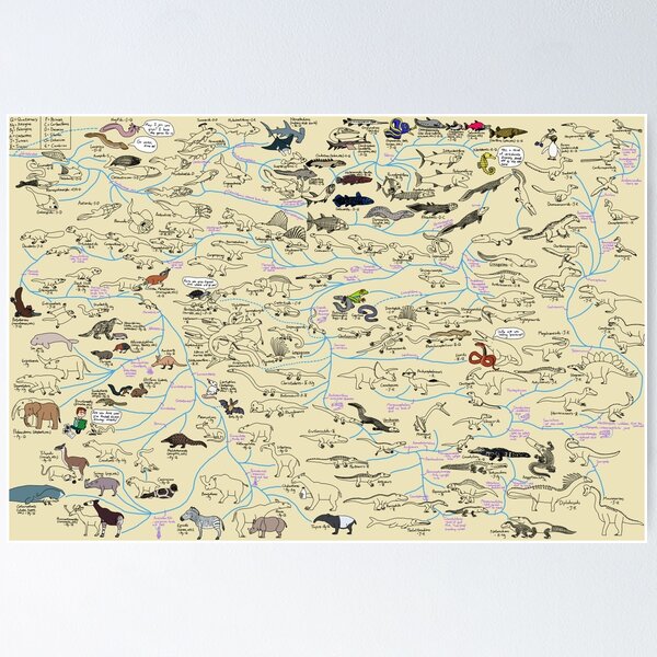 Cartoon Guide to Vertebrate Evolution Poster