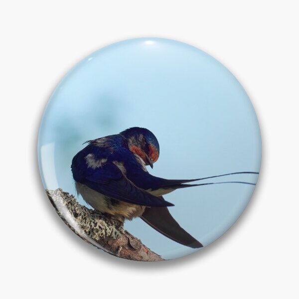 Item preview, How is the tail. Barn swallow designed and sold by Jouko Lehto Photography.