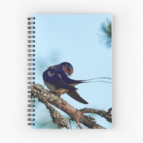Item preview, How is the tail. Barn swallow designed and sold by Jouko Lehto Photography.