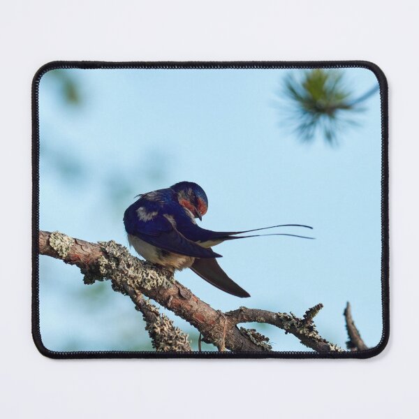 Item preview, How is the tail. Barn swallow designed and sold by Jouko Lehto Photography.