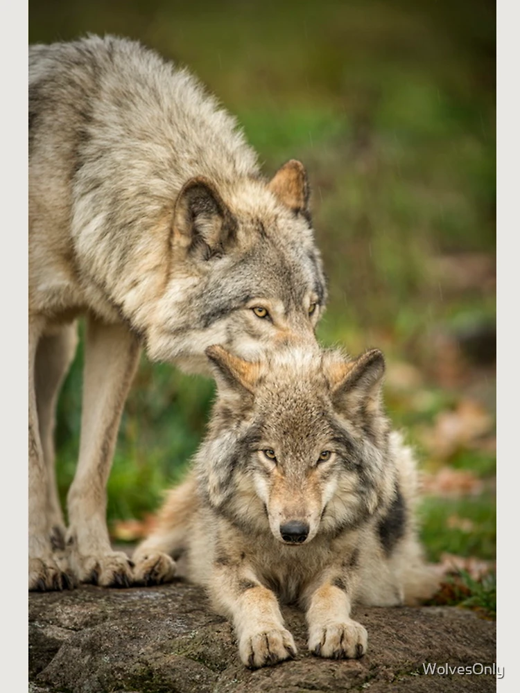 Thumbnail 6 of 6, Premium Oversized Hoodie, Timber Wolves designed and sold by WolvesOnly.