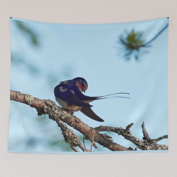 Item preview, How is the tail. Barn swallow designed and sold by Jouko Lehto Photography.