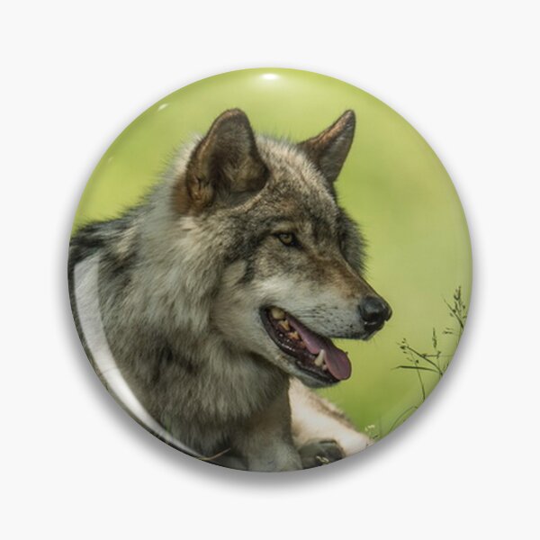 Item preview, Gray Wolf Resting In The Shade designed and sold by WolvesOnly.
