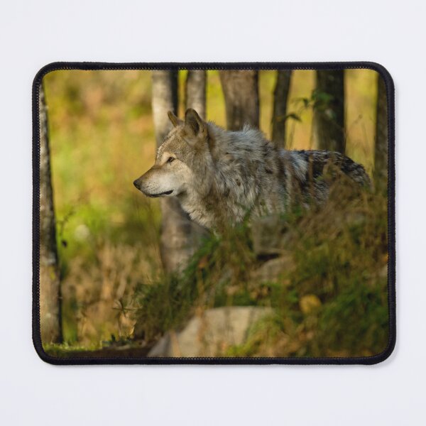 Item preview, Timber Wolf In The Forest designed and sold by WolvesOnly.