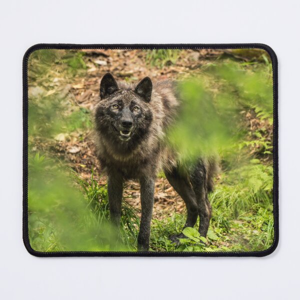 Item preview, Black Wolf In Forest designed and sold by WolvesOnly.