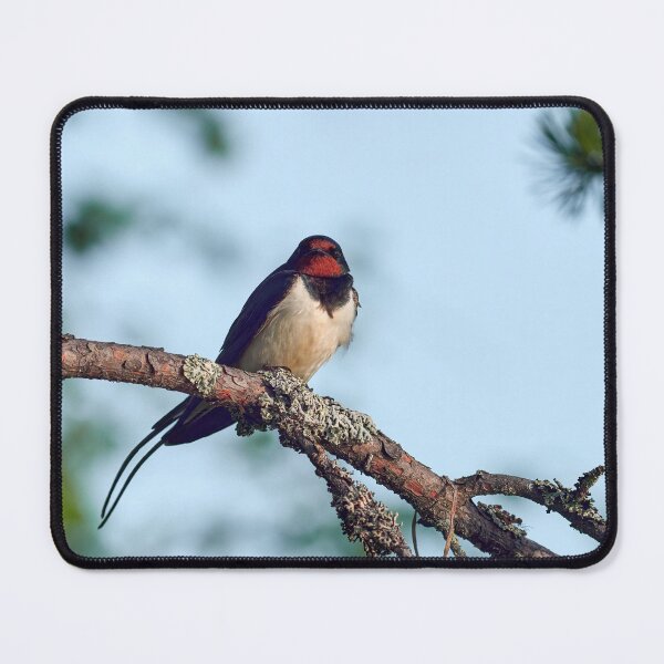 Item preview, Praise the morning sun. Barn swallow designed and sold by Jouko Lehto Photography.