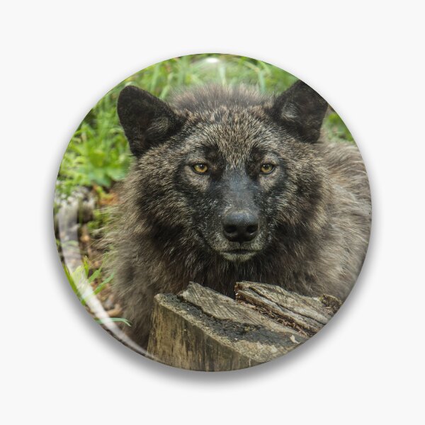 Item preview, Black Wolf designed and sold by WolvesOnly.