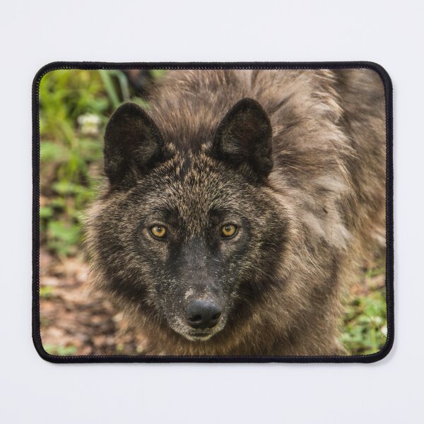 Item preview, Black Wolf designed and sold by WolvesOnly.