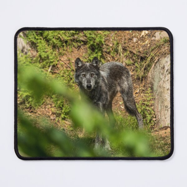 Item preview, Black Wolf designed and sold by WolvesOnly.