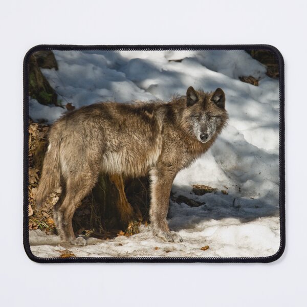 Item preview, Black Wolf In Snow designed and sold by WolvesOnly.