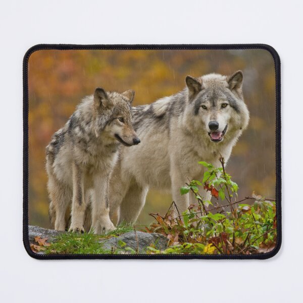 Item preview, Timber Wolves designed and sold by WolvesOnly.