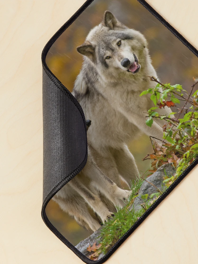 Thumbnail 2 of 5, Mouse Pad, Timber Wolves designed and sold by WolvesOnly.