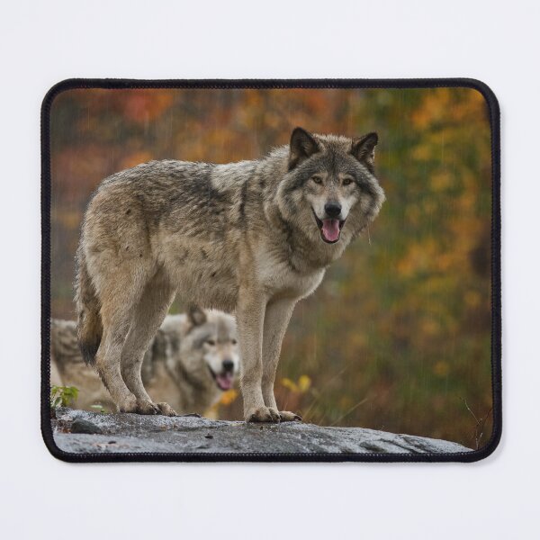 Item preview, Timber Wolves designed and sold by WolvesOnly.