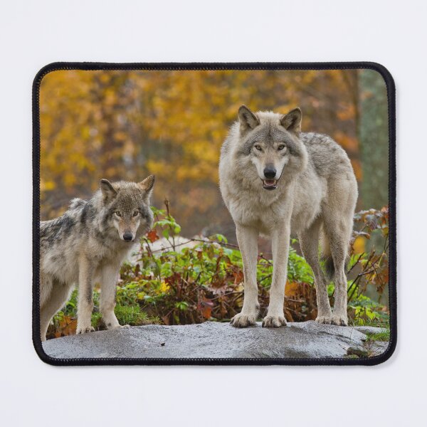 Item preview, Timber Wolves designed and sold by WolvesOnly.