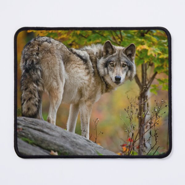 Item preview, Timber Wolf designed and sold by WolvesOnly.