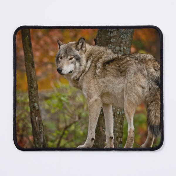 Item preview, Timber Wolf designed and sold by WolvesOnly.