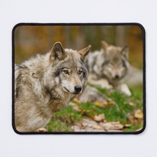Item preview, Timber Wolves designed and sold by WolvesOnly.