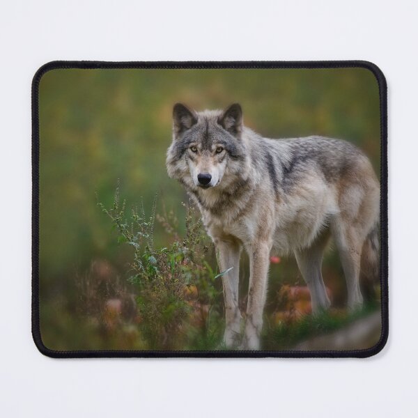 Item preview, Timber Wolf designed and sold by WolvesOnly.