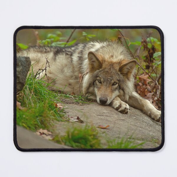 Item preview, Timber Wolf designed and sold by WolvesOnly.