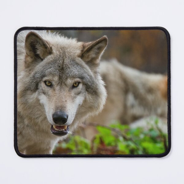 Item preview, Timber Wolves designed and sold by WolvesOnly.