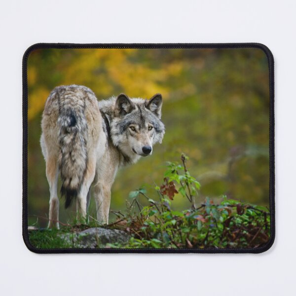 Item preview, Timber Wolf designed and sold by WolvesOnly.