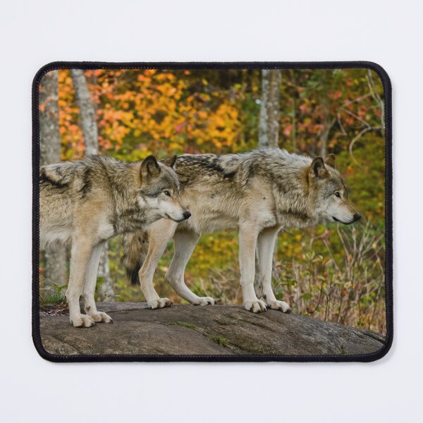 Item preview, Timber Wolves designed and sold by WolvesOnly.