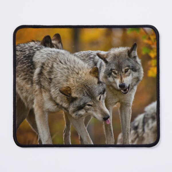Item preview, Timber Wolves designed and sold by WolvesOnly.