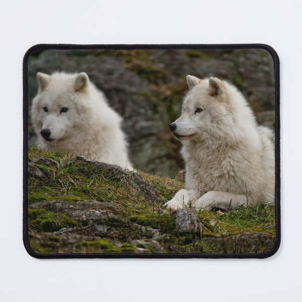 Item preview, Arctic Wolves designed and sold by WolvesOnly.