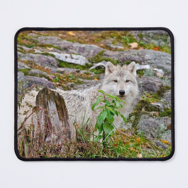 Item preview, Arctic Wolf Pup designed and sold by WolvesOnly.