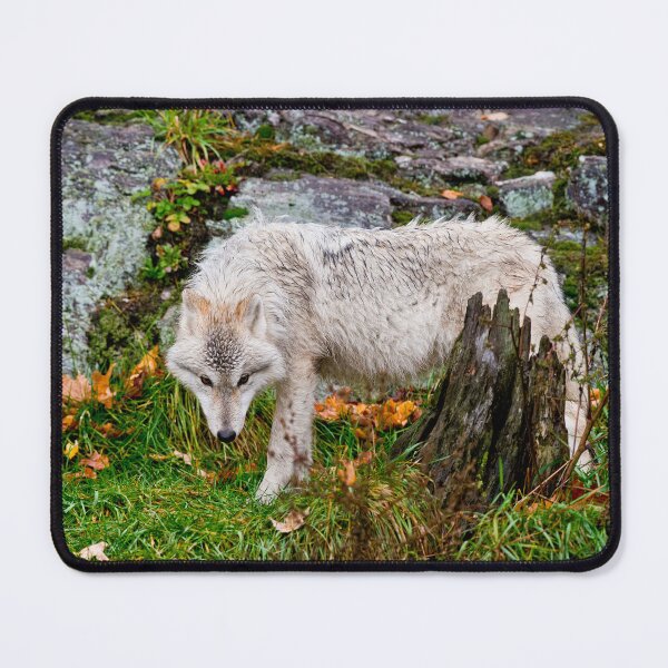 Item preview, Arctic Wolf Pup designed and sold by WolvesOnly.