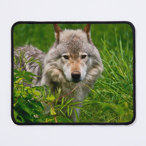 Item preview, Timber Wolf designed and sold by WolvesOnly.