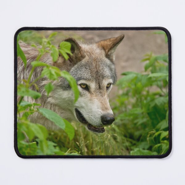 Artikelvorschau, Timber Wolf entworfen und verkauft von WolvesOnly.