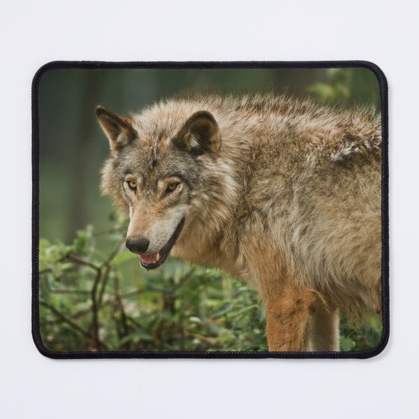 Item preview, Timber Wolf designed and sold by WolvesOnly.