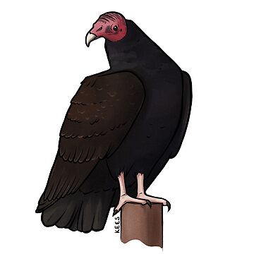 Artwork thumbnail, Turkey Vulture by KeesKiwi
