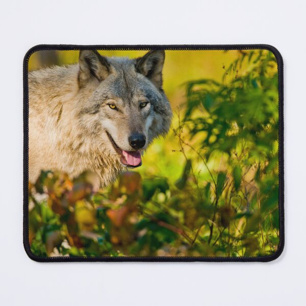 Artikelvorschau, Timber Wolf entworfen und verkauft von WolvesOnly.
