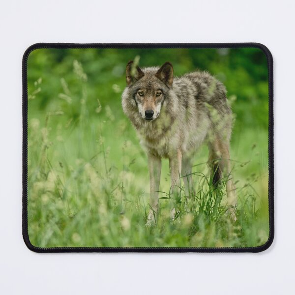 Artikelvorschau, Timber Wolf entworfen und verkauft von WolvesOnly.