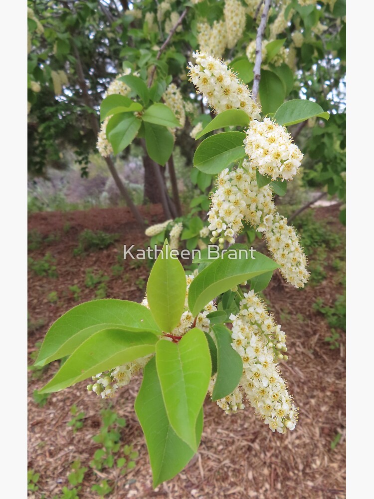 "Chokecherry Tree" Sticker for Sale by gurineb Redbubble