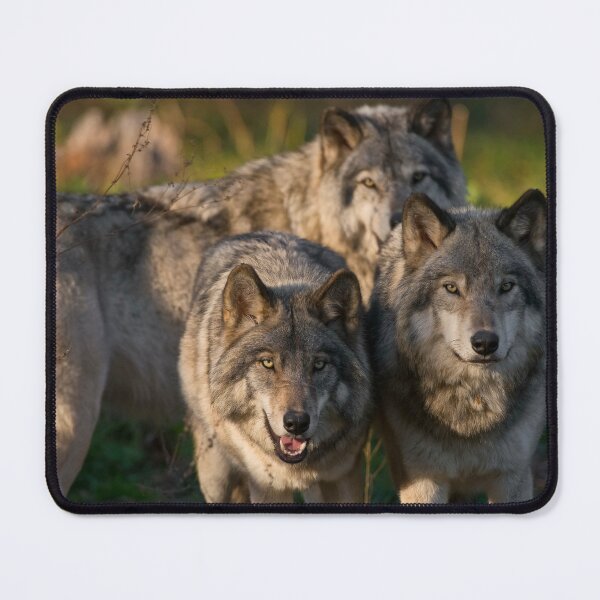 Item preview, Timber Wolves designed and sold by WolvesOnly.