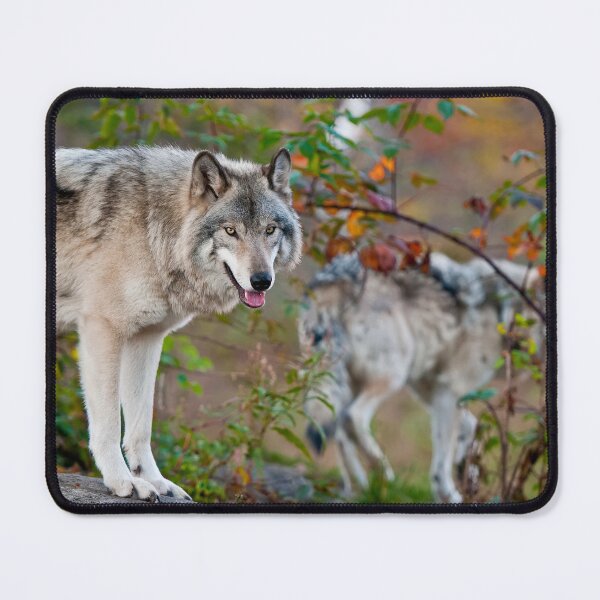 Item preview, Timber Wolves designed and sold by WolvesOnly.