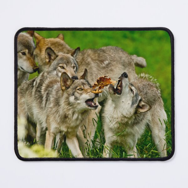 Item preview, Timber Wolves at Play designed and sold by WolvesOnly.