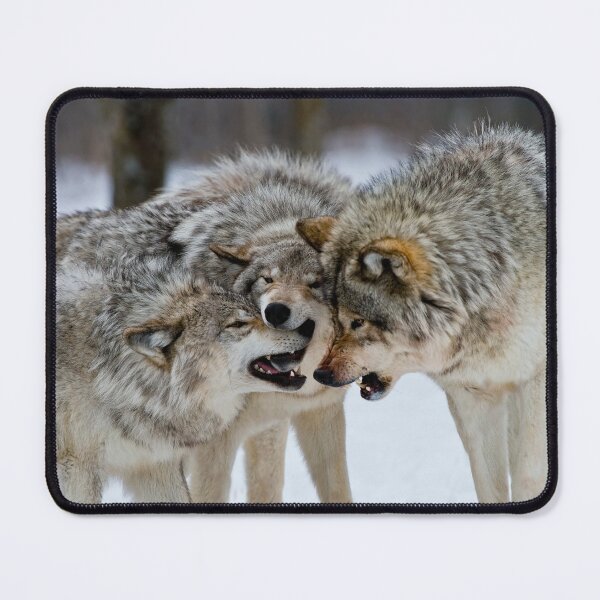 Item preview, Timber Wolves designed and sold by WolvesOnly.