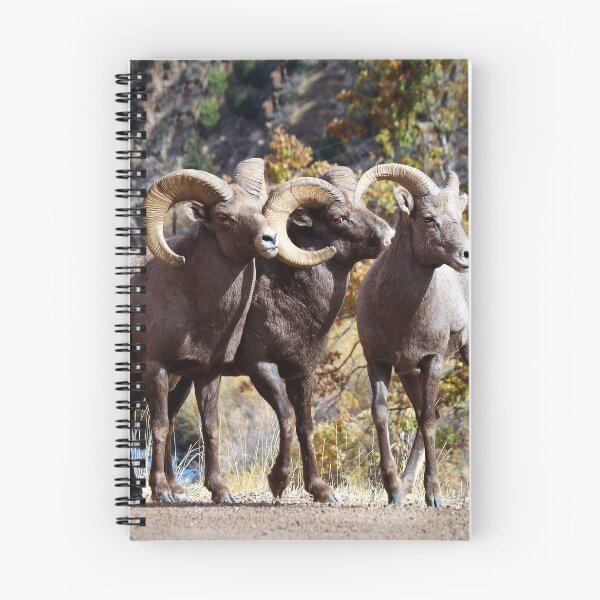 Item preview, Bighorn Sheep designed and sold by Valentina Gatewood.