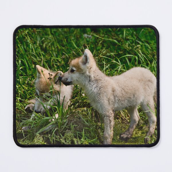 Artikelvorschau, Arctic Wolf Pups entworfen und verkauft von WolvesOnly.