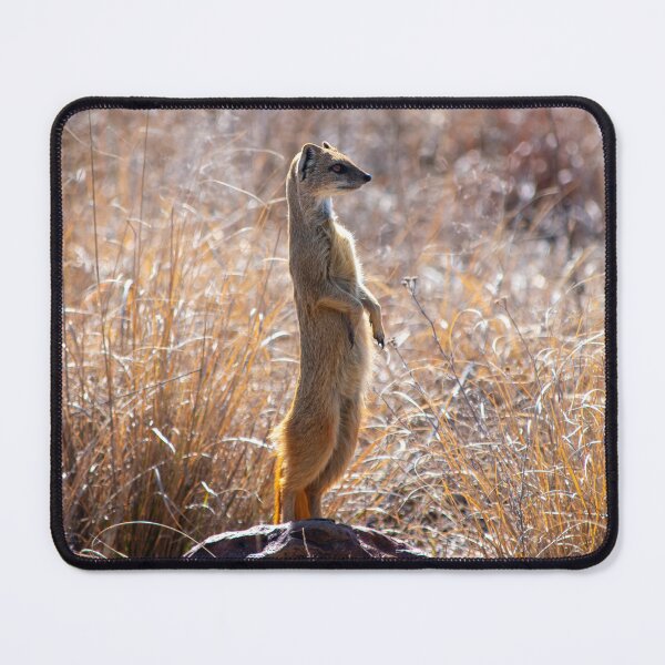 Item preview, Yellow Mongoose - Photographed in Rietvlei Nature Reserve, South Africa designed and sold by Marlienart.