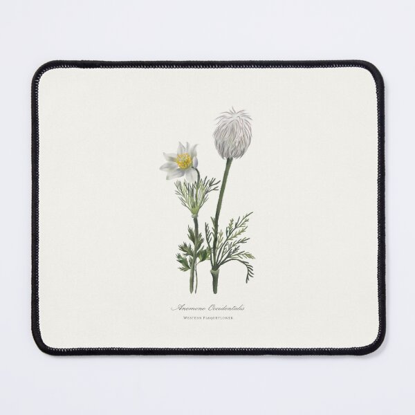 Item preview, Western Pasqueflower Watercolour Botanical designed and sold by Geo Gia.