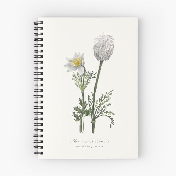 Item preview, Western Pasqueflower Watercolour Botanical designed and sold by Geo Gia.